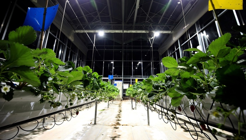 首屆草莓AI種植比賽 人工智能隊領先頂尖農人隊_fororder_333