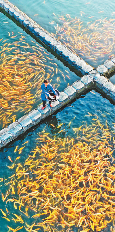 年年有魚