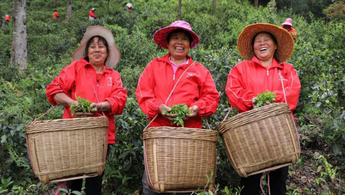小茶葉成為鄉村振興的致富葉