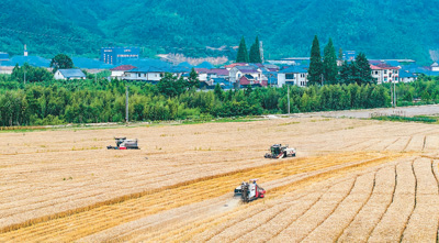 全國“三夏”大規模小麥機收全面展開