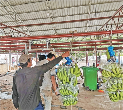 柬中拓展農産品貿易空間巨大