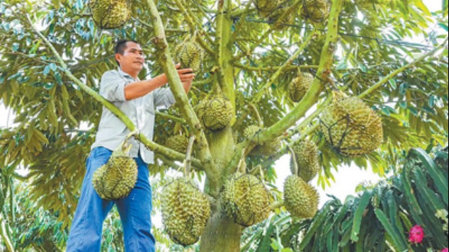 主打“樹上熟” 種植更智慧 國産榴蓮的“科技范兒”