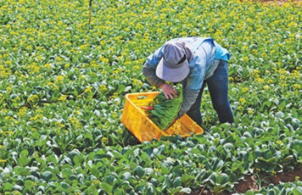 科學種植、冷鏈保質 36小時跨越近2300公里——寧夏菜心暢銷大灣區