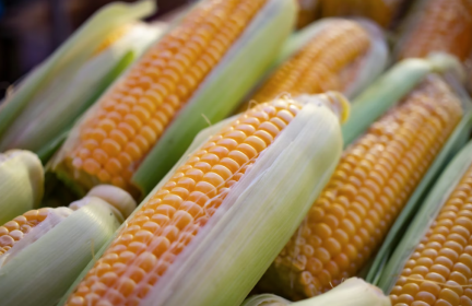 玉米市場購銷兩旺_fororder_ScreenShot_2026-01-07_114709_961