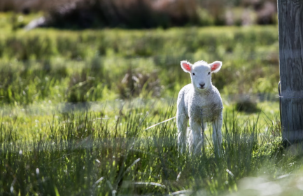 肉羊養殖效益持續回升_fororder_ScreenShot_2025-11-25_091504_450