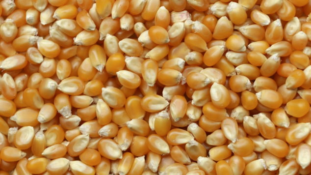 糧食增産改寫“靠天吃飯”_fororder_ScreenShot_2025-12-25_092019_045