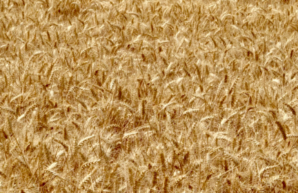 守護糧食安全的堅實底氣_fororder_ScreenShot_2026-01-19_140045_314