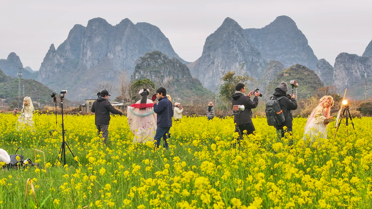 桂林：油菜花開美如畫 春日盛景醉遊人_fororder_2