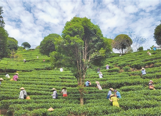 漫步茶園 樂品香茗