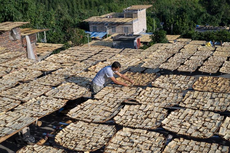 廣西田林：村民曬筍忙 金秋“豐景”美