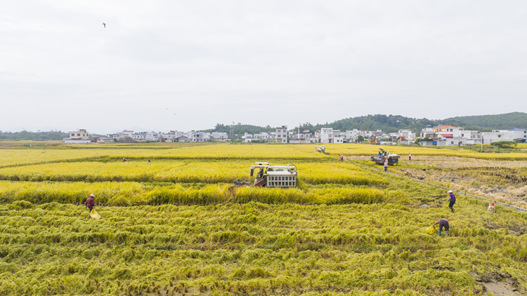 廣西賓陽：金秋好“豐”景 田間稻穀香