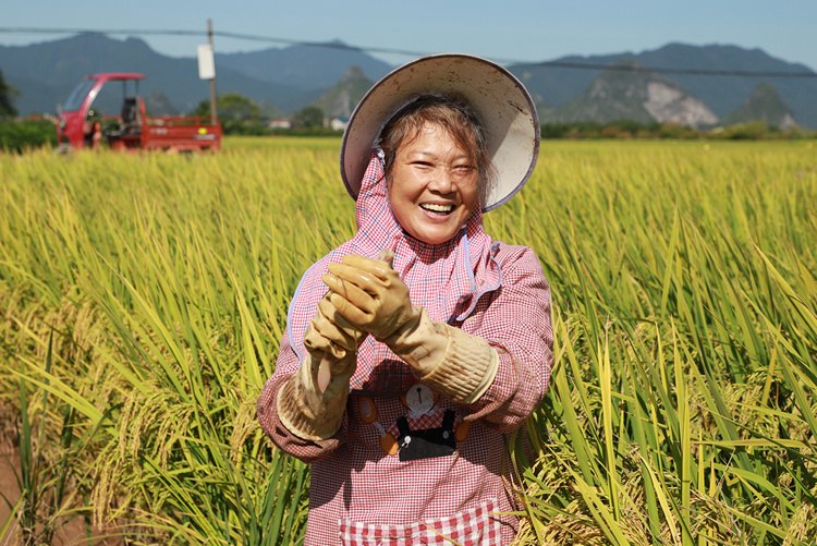 廣西靈川：稻魚共生繪就鄉村好“豐”景