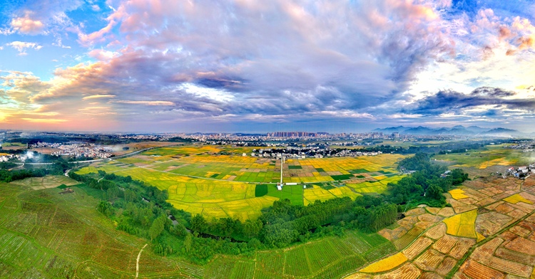 廣西賓陽：金秋好“豐”景 田間稻穀香