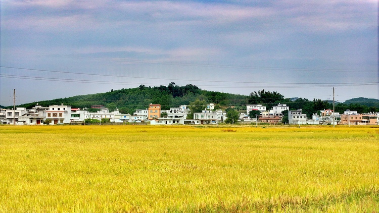 廣西賓陽：金秋好“豐”景 田間稻穀香