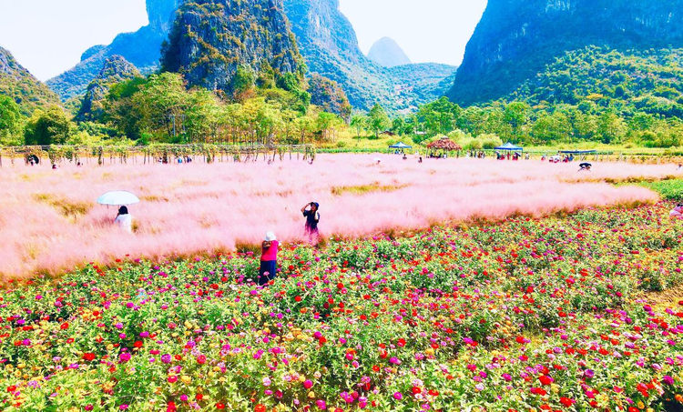 桂林市七星區：秋日“花海”迎客來