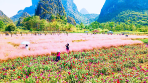 桂林市七星區：秋日“花海”迎客來