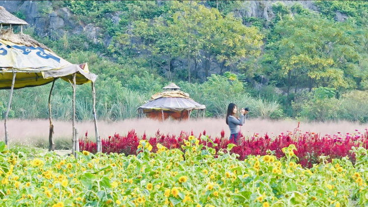 桂林市七星區：秋日“花海”迎客來