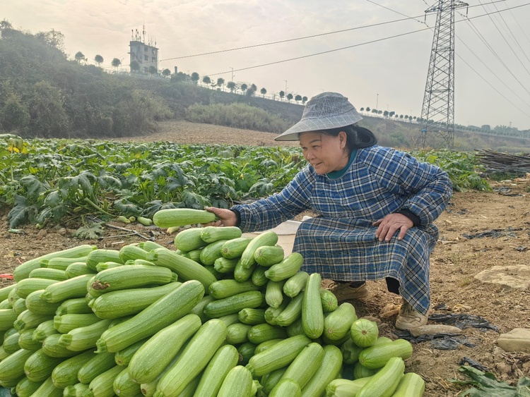 崇左江州區：建好“小庭院” 拎穩致富“菜籃子”