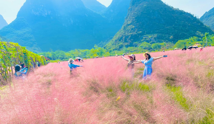 桂林市七星區：秋日“花海”迎客來