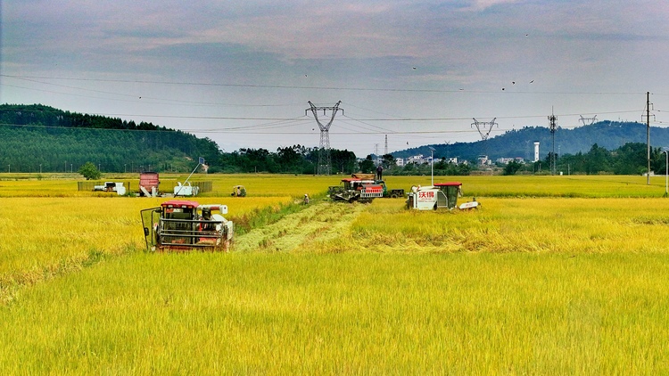 廣西賓陽：金秋好“豐”景 田間稻穀香