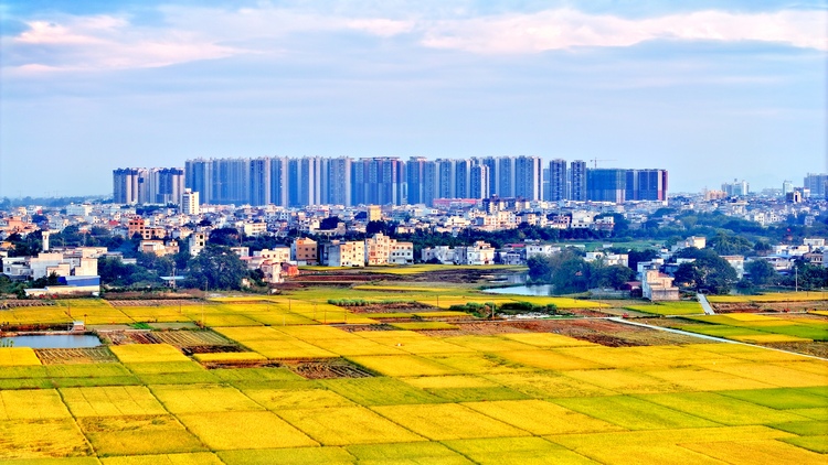 廣西賓陽：金秋好“豐”景 田間稻穀香