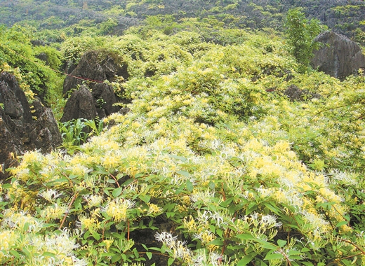 金銀花開，石漠不再