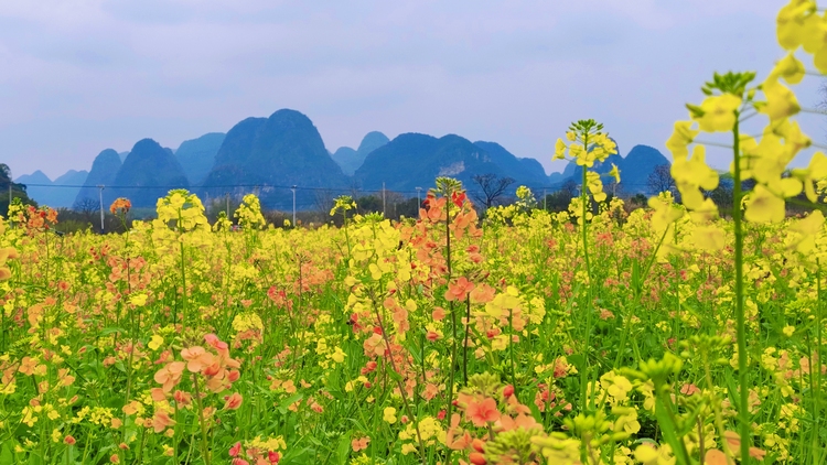 桂林：油菜花開美如畫 春日盛景醉遊人_fororder_7