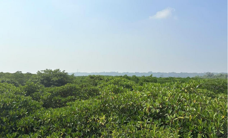 北海合浦：公益訴訟檢察織密萬畝紅樹林“保護網”