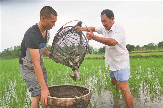 荒地獲新生 稻香魚螺肥