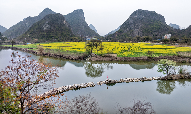 桂林：油菜花開美如畫 春日盛景醉遊人_fororder_1