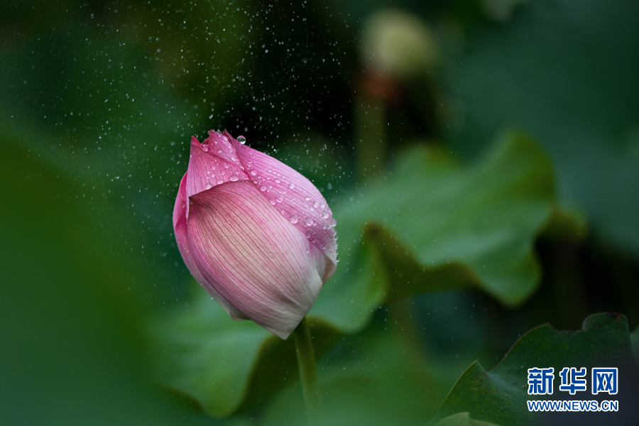 雨露滋潤 荷花更嬌艷