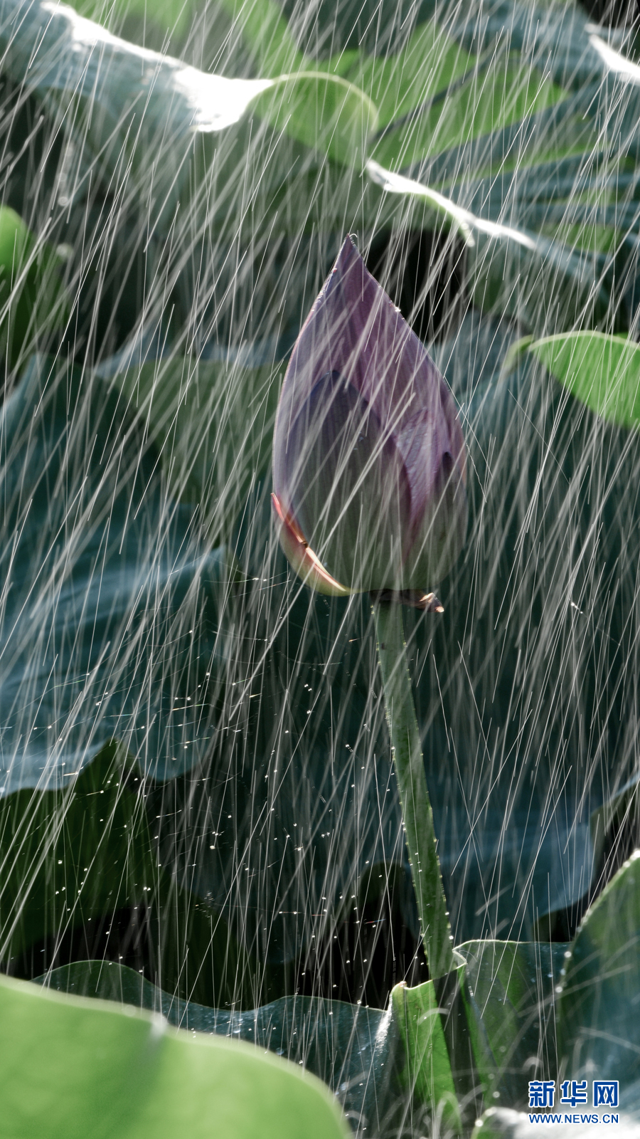 雨露滋潤 荷花更嬌艷