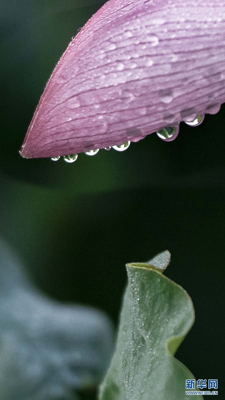 雨露滋潤 荷花更嬌艷