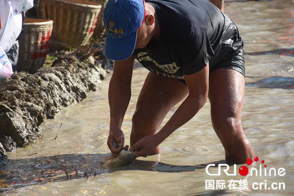 【唐已審】【原創】百色市淩雲縣：千名群眾泥田裏嗨翻天  旱地裏樂開懷