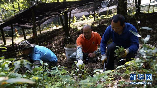 “靠山吃山”的新路徑——探尋大瑤山的“幸福密碼”