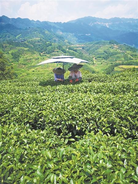 布央布央 就不一樣 ——看三江侗族自治縣“茶葉第一村”的美麗蝶變