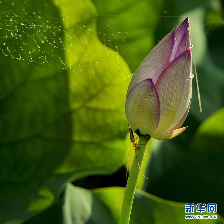 雨露滋潤 荷花更嬌艷