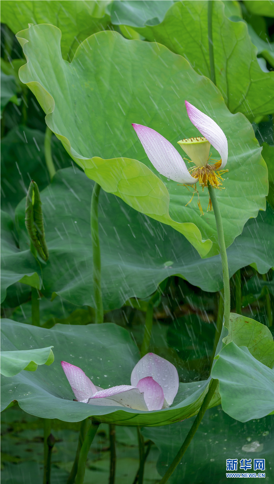 雨露滋潤 荷花更嬌艷