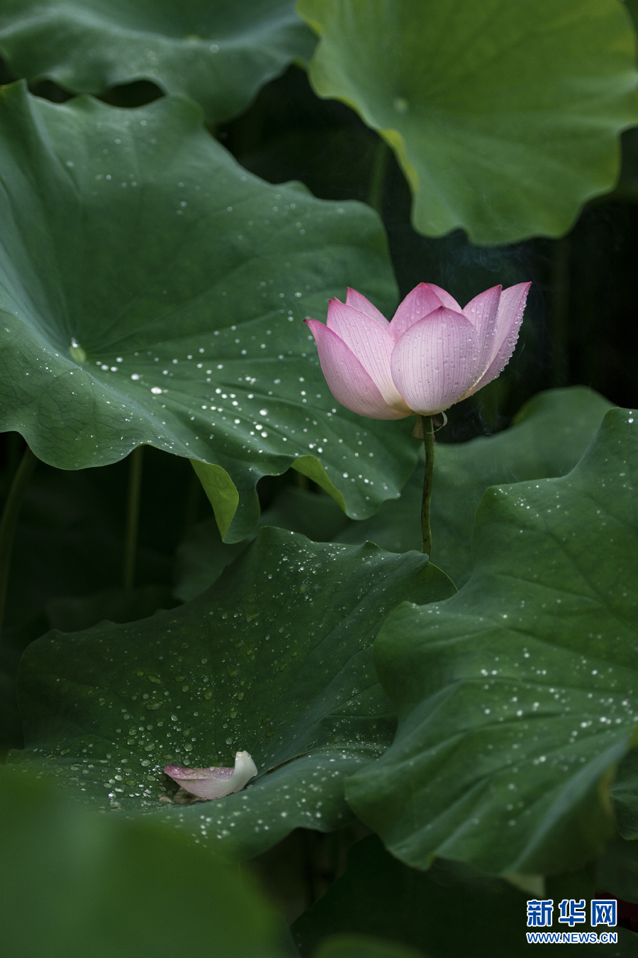 雨露滋潤 荷花更嬌艷