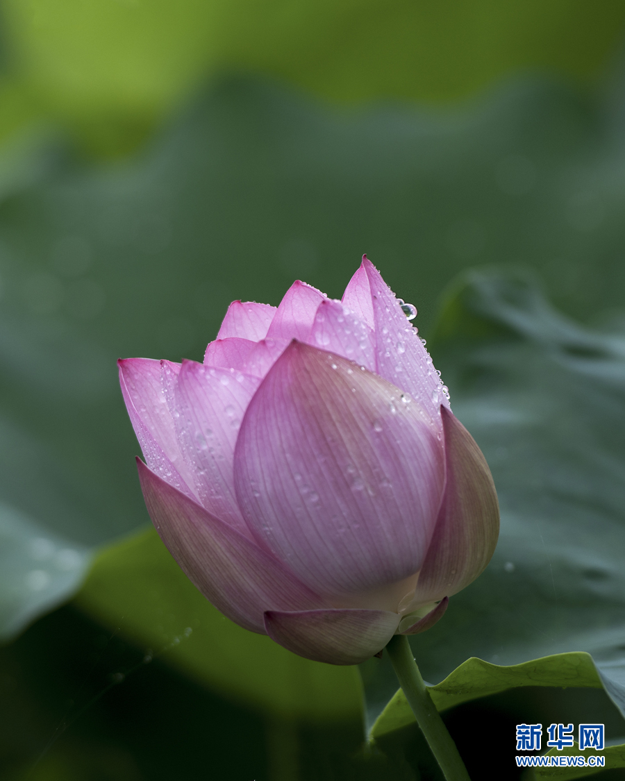 雨露滋潤 荷花更嬌艷