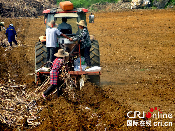 河池市宜州區狠抓“雙高”基地建設 甘蔗種植總面積達31.73萬畝