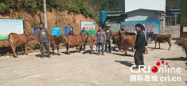 崇左寧明：貧困戶領養牛犢 脫貧助增收