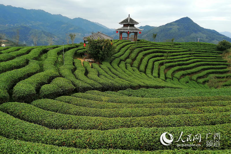 廣西三江：茶山綠 茶農富