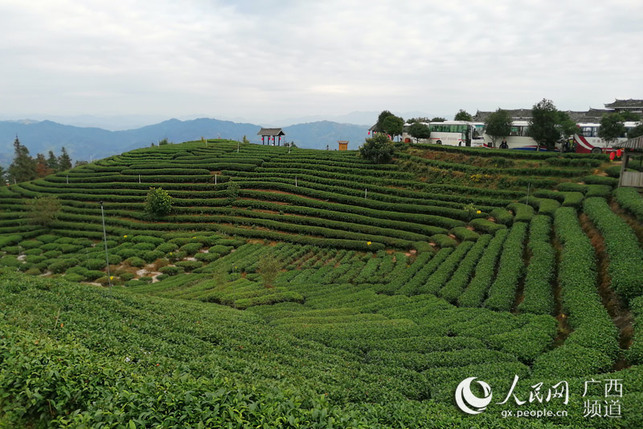 廣西三江：茶山綠 茶農富