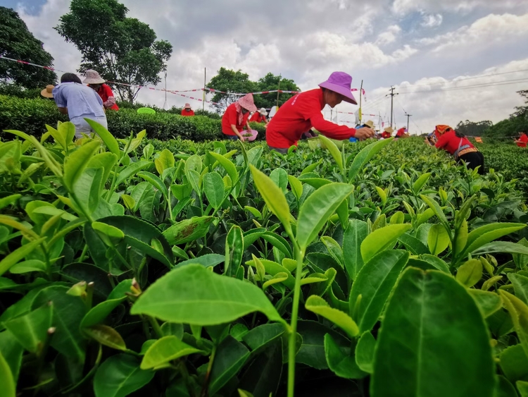 【B】廣西興業縣：茶葉加工大比拼 脫貧攻堅有助力