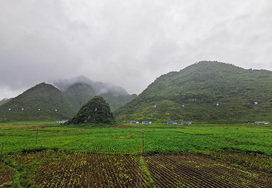 百色隆林：發展桑蠶産業織出“致富網”