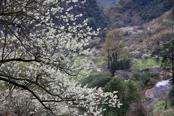 柳州融安:“空巢村”變身旅遊勝地