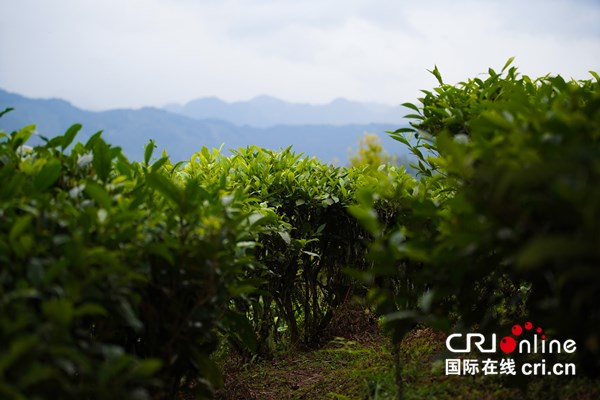 【A】廣西淩雲縣：茶山金字塔生態農業旅遊不斷完善