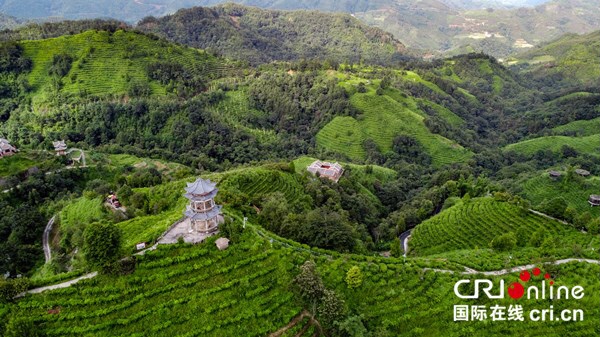 【A】廣西淩雲縣：茶山金字塔生態農業旅遊不斷完善