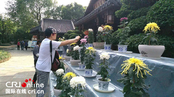 【唐已審】【原創】2018南寧市第三屆青秀山菊花展絢麗多彩